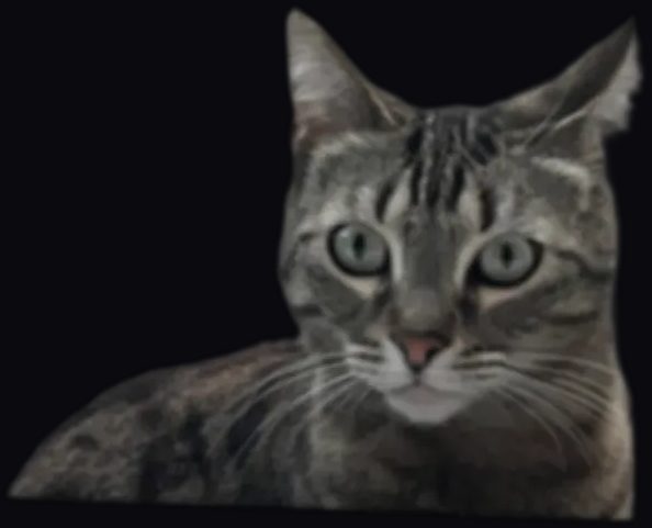 Yassu, der Kater - Namensgeber der Domain
